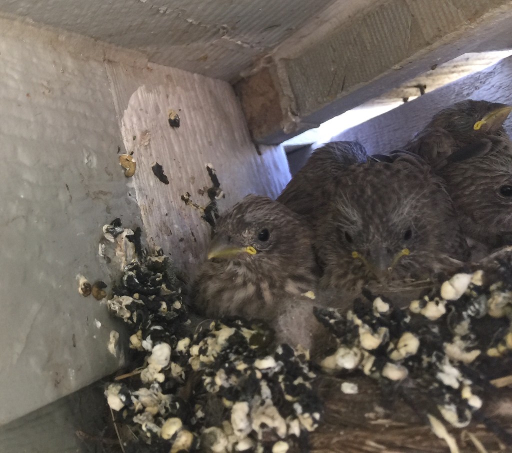 House Finches
