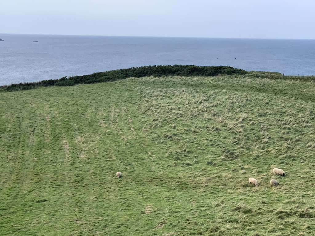 Field near Dunluce Castle