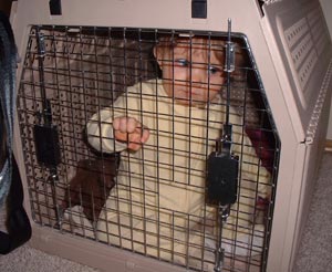 In the Doghouse