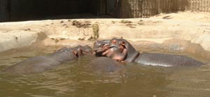 Hippos at the Denver Zoo