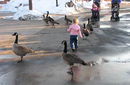 Adrianna and the geese