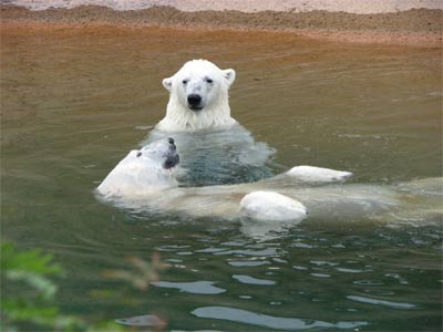 Polar Bears at the Denver Zoo