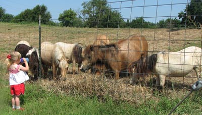 Miniature Horses