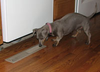 Chloe intently guards the vent