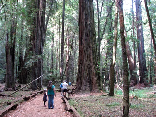 Armstrong Redwood Forest