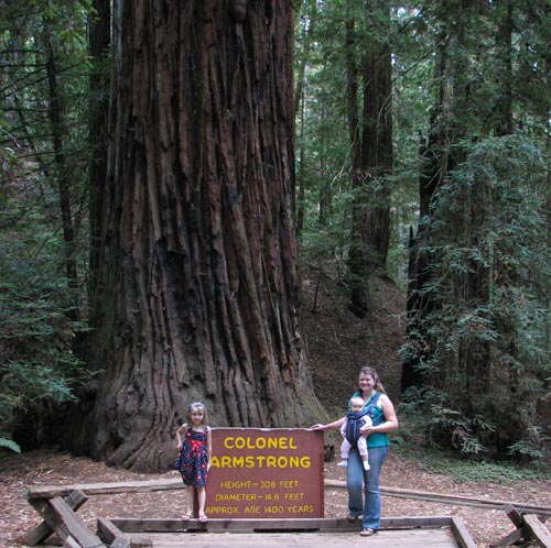 Armstrong Redwood Forest