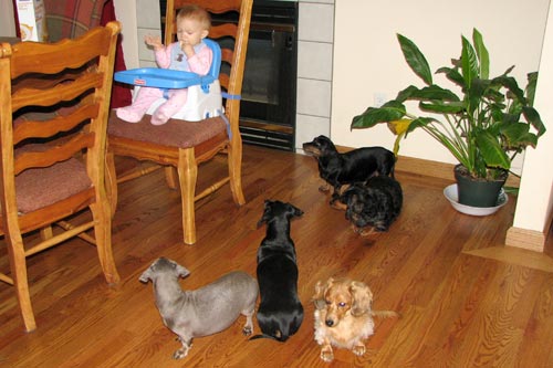 Dogs wait for Bree to drop her food