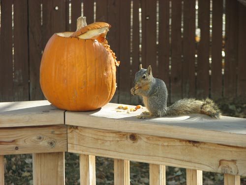 A squirrel enjoying the pumpkin