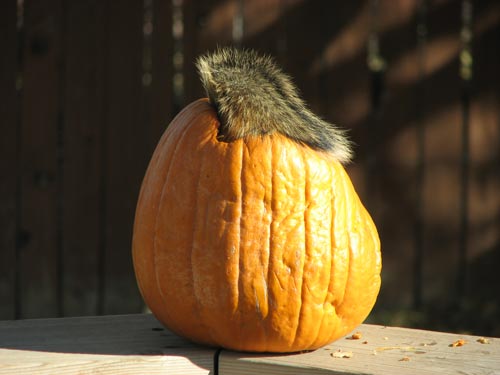 A squirrel enjoying the pumpkin