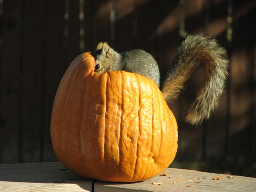 A squirrel enjoying the pumpkin