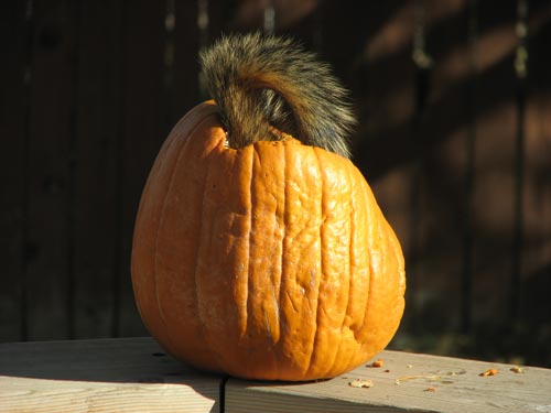 A squirrel enjoying the pumpkin