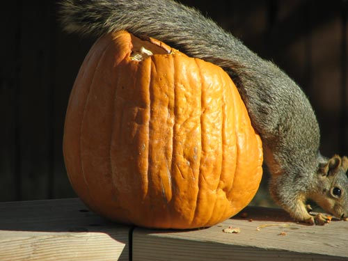 A squirrel enjoying the pumpkin